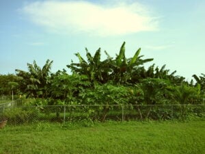 Beautiful plants on the farm we are at