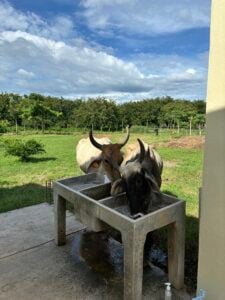 Some cows drinking from our laundry area